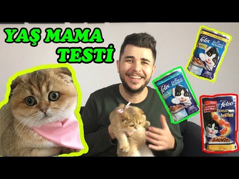 Video: Felix Kedi Maması - Yorumlar ücreti