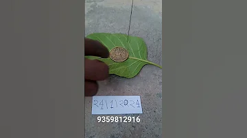 #Ram #darbar #coin #hanuman #paisa #rice #rajya #puller #9359812916