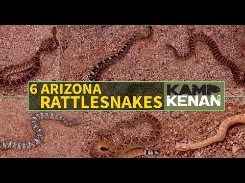 6 Venomous Rattlesnakes of Arizona thes