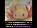 Watch What Happens When This Animal Loses A LimbтАж ЁЯШ тАЭ Shortsfeed Viral Shortsfeed Watch What Happens When This Animal Loses A LimbтАж ЁЯШ тАЭ Shortsfeed Viral Shortsfeed