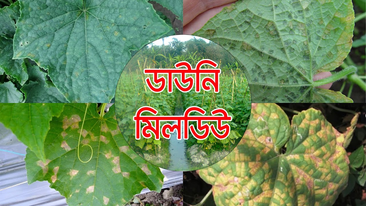 পাতা হলুদ হয়ে যাওয়া থেকে সবজি গাছ নিরাপদ রাখার শিডিউল স্প্রে। করলা । শসা । ডাউনি মিলডিউ Downy Mildew
