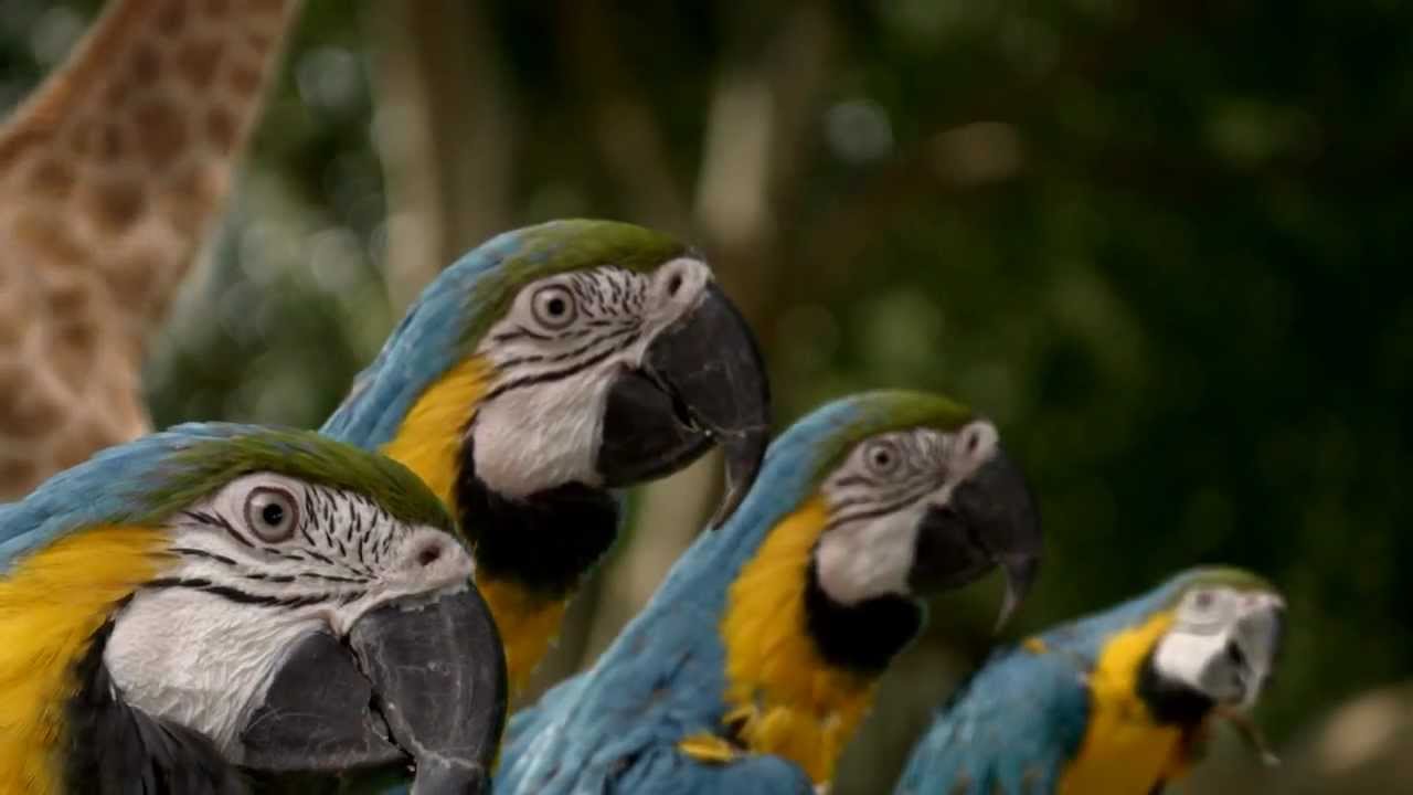 BIG Cola - Animal Orchestra