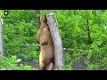 Танцующий медведь 🐻/Bear Mansur