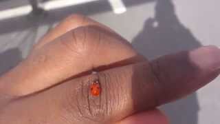 Ladybug