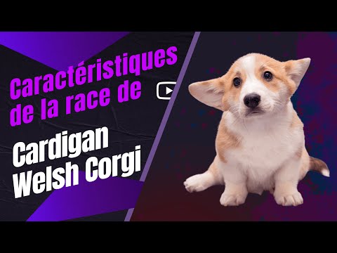 Vidéo: Cardigan Welsh Corgi Dog Race Hypoallergénique, Santé Et Durée De Vie