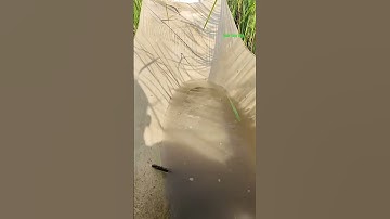 Cá Lớn - dùng Màn cán được Cá Lóc Khủng 😱 #khacthuyvlogg