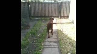 IMG_0960.MOV