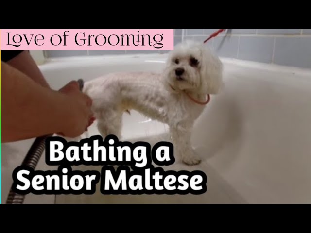 maltese bath