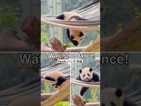 Panda Baby : Watch me dance パンダ 大熊貓 大熊猫