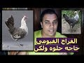 الفراخ الفيومى حاجه حلوه ولكن // عشاق الدواجن