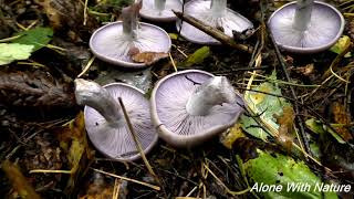 Сбор грибов в сентябре 2021.Разнообразие осенних грибов.Рыжики и фиолетовая рядовка)))