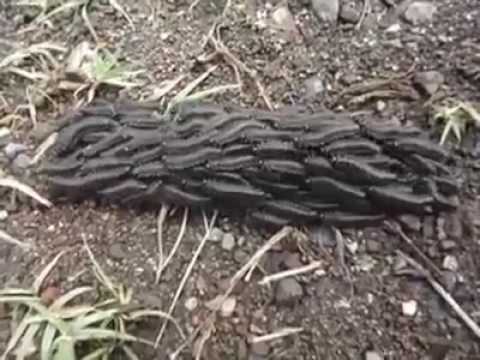 pria ini kaget menyangka ini bangkai tikus pria ini kaget menyangka ini bangkai tikus