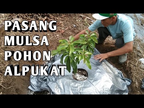 Pemasangan Mulsa Pada Pohon Alpukat