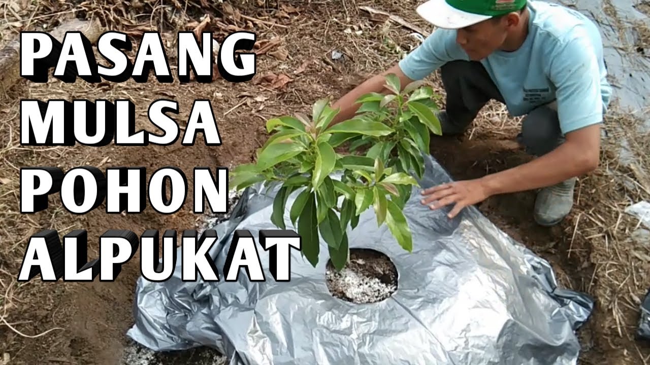 Pemasangan Mulsa Pada Pohon Alpukat