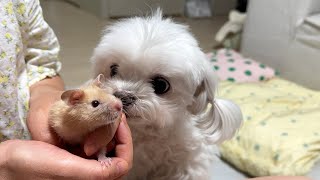 Cute reaction when dog meets hamster