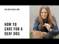 Advice On Caring For a Deaf Dog | The Battersea Way