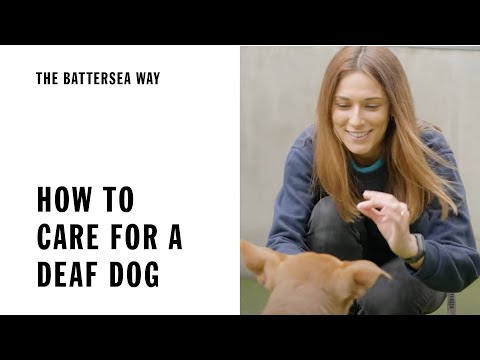 Video: Träning och vård för döva hund: Handsignaler och teckenspråk för hörselns hörsel