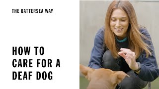 Advice On Caring For a Deaf Dog | The Battersea Way