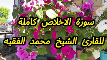 112 - سورة الاخلاص كاملة للقارئ الشيخ محمد الفقيه
