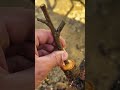 木の接ぎ木作業