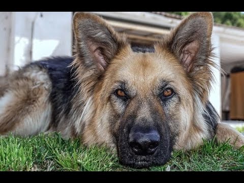 Теоретические основы дрессировки собак. Часть 1. Рефлексы и раздражители