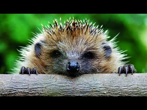 Еж обыкновенный –
