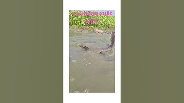 “Cảnh tượng sốc! Con cá khủng quẫy tung cả mặt nước”