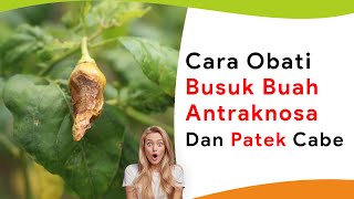 Cara Lengkap Mengobati dan Memulihkan Penyakit Busuk Buah Akibat Jamur, Bakteri dan Lalat Buah