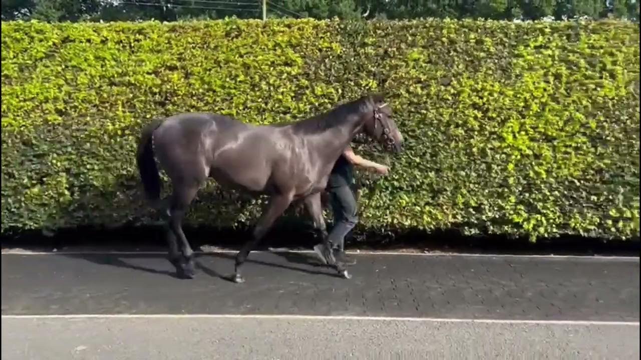 Goffs Premier Yearling Sale 2023 Lot 249 Hello Youmzain ex Vikala YouTube
