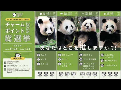 良浜 結浜 彩浜 楓浜 　総選挙スタンプ アドベンチャーワールド アドベンチャーワールド パンダ 彩浜 楓浜 チャームポイント総