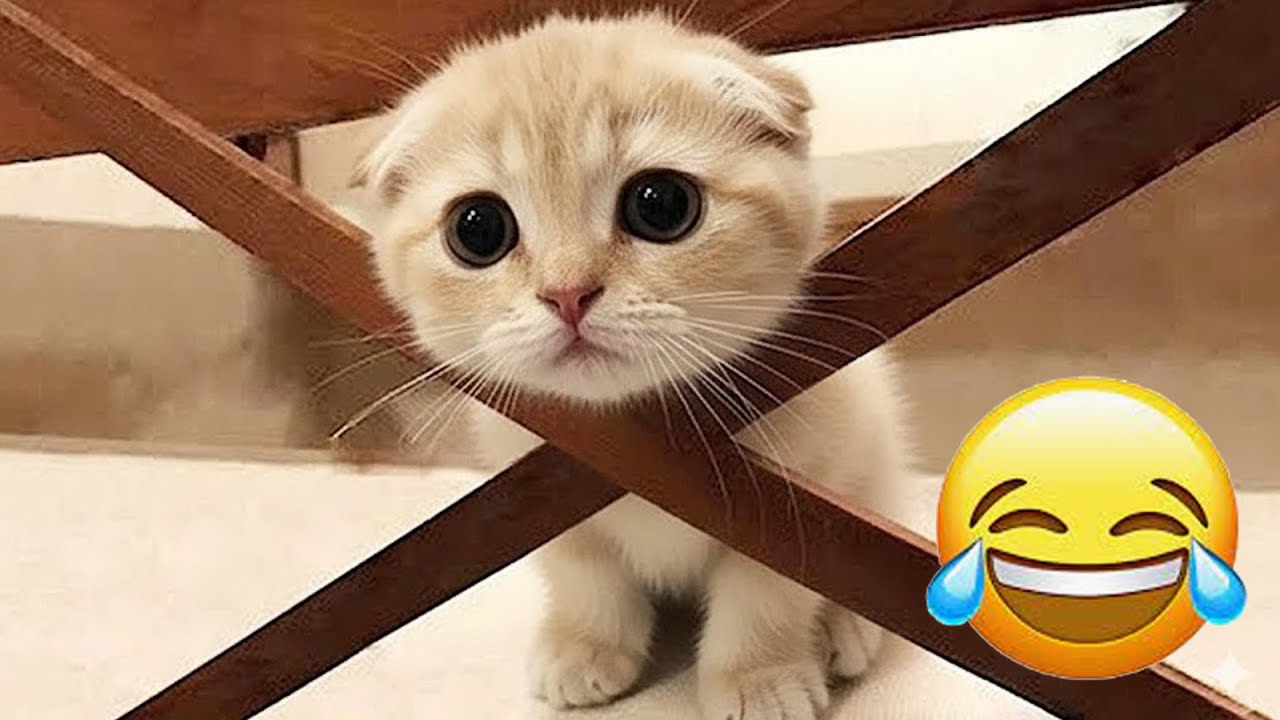 You Laugh You Lose 😹🐶 Funniest Cats and Dogs 2026 👩‍🦲 Part #01
