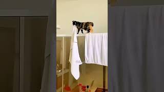 funny cats 🐾 funny pets 🐾 funny moments 🐾
