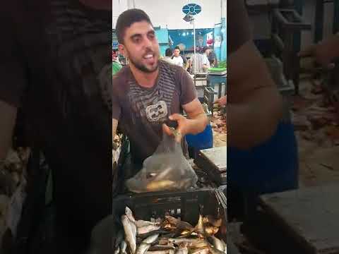 الكيلو سردينة 2500 اليوم في سوق السمك بالمنستير