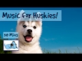 Music for Huskies! Husky Dog Music, Relax My Husky, Help Huskies Sleep with Soothing Music for Dogs