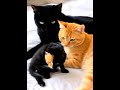 Щ Ш Ш Ш Щ ЩЉЩ Ш Щ Ш Ш Ш Ш Ш рџђ вЂЌв рџђ рџ Ќ Cat Ш Щ Щ ШёШ ЩЃЩ Cute Щ Щ ШіЩЉЩ Ш Ш Kitten Ш Щ Щ ЩЉЩ Funny Ш Щ Ш ЩЉЩ ЩЉ Ш Щ Щ Ш Ш Щ Cutecat Щ Ш Ш Ш Щ ЩЉЩ Ш Щ Ш Ш Ш Ш Ш рџђ вЂЌв рџђ рџ Ќ Cat Ш Щ Щ ШёШ ЩЃЩ Cute Щ Щ ШіЩЉЩ Ш Ш Kitten Ш Щ Щ ЩЉЩ Funny Ш Щ Ш ЩЉЩ ЩЉ Ш Щ Щ Ш Ш Щ Cutecat