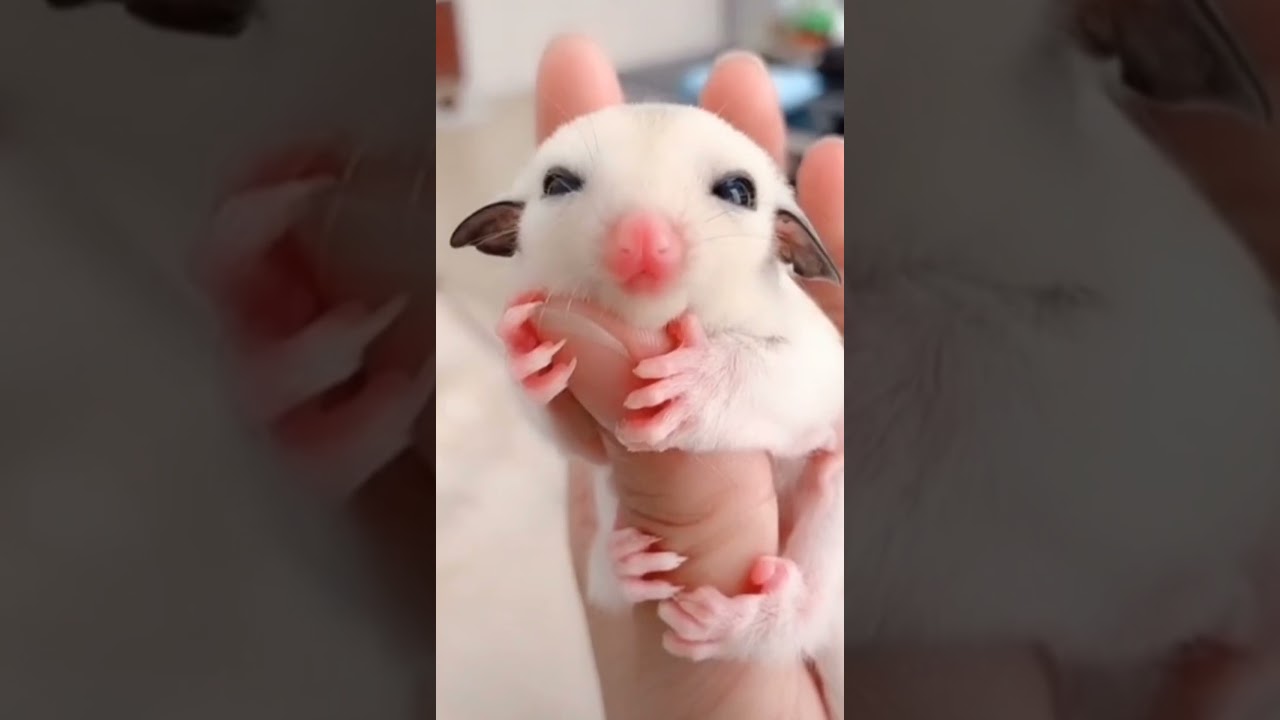 ⏱️Baby flying squirrels are too cute!