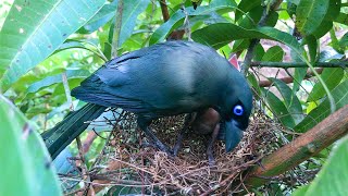 Racket-tailed Treepie Regurgitates Food for Only One Chick (1) – Mom Wakes Baby Bird Up to Eat E160