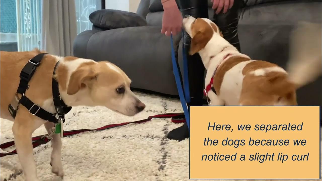 How to properly introduce two dogs to each other YouTube