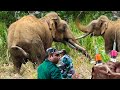 Big injured tusker elephant gets treatment | Vet Doctors Help Big Injured Elephant