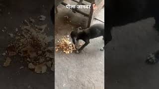 पीला जानवर 🐕#reelsindia #fish #reelitfeelit #sgortfeed #viralnews #2025shorts #machhali
