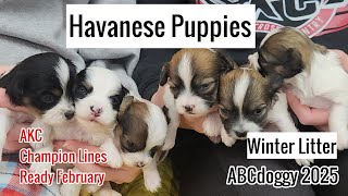 AKC Havanese Puppies * Champion Lines * Winter Litter * ABCdoggy 2025