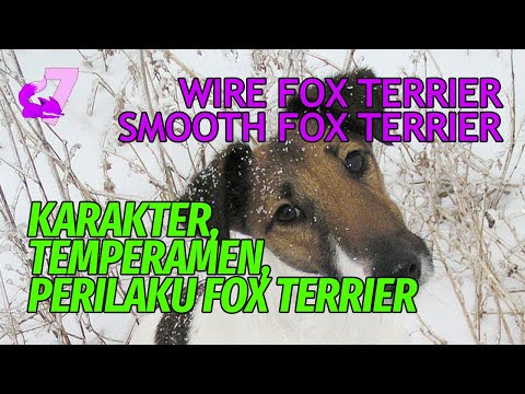 Video: Apakah fox terrier hewan peliharaan yang baik?