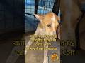 Aduri needs help #straydogs #adoptdontshop #dogs  #dog #doglovers #straydog #streetdogs #rescuedog