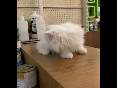 اليوم ماما أخدتني ع الدكتور لأنه أنا بيبي صغير ولازمني لقاح وهيي كتير عم تهتم فيني لفيو مامي