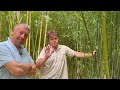 Les bambous dans le nord  episode 1