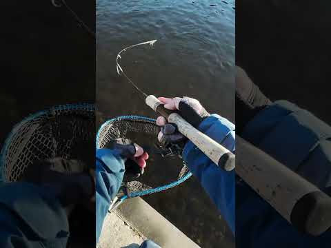 Japan Fishing ASMR - Trout Fight#207🎣