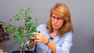 видео: Сращивание фикусов Бенджамина (ч.2). картинка: Сращивание фикусов Бенджамина (ч.2).