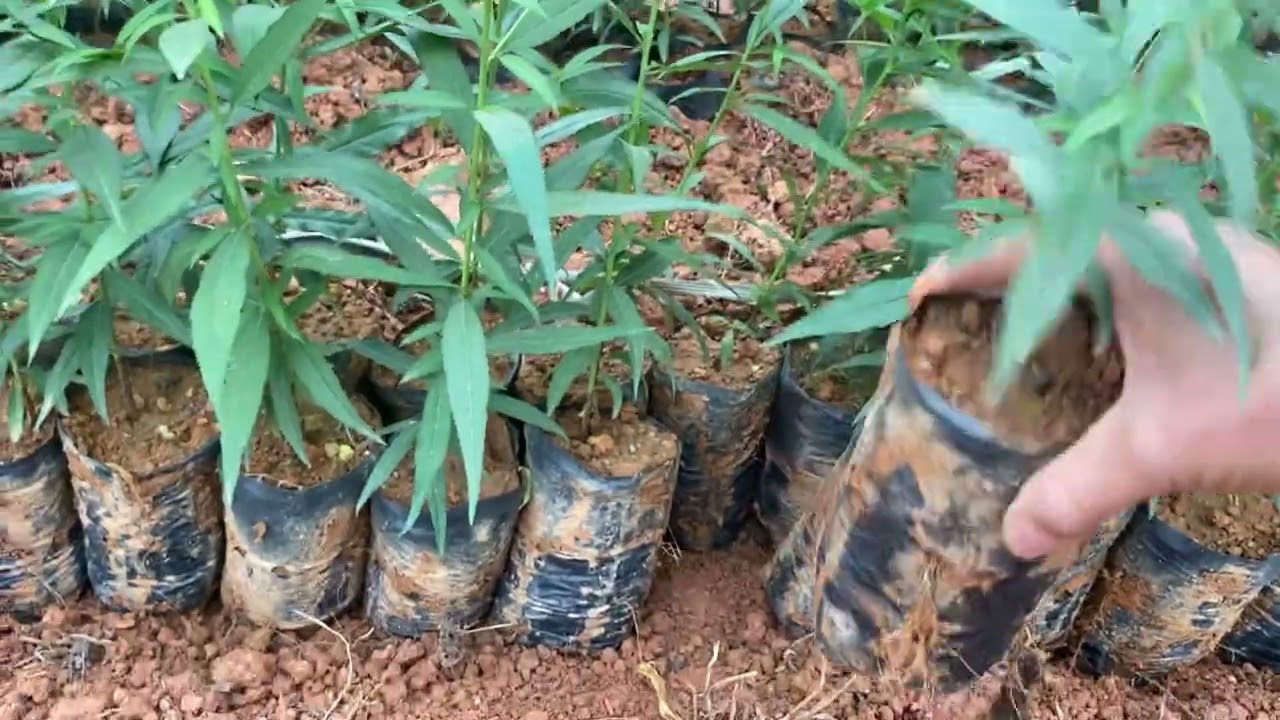 Đào Giống Tại Phú Thọ Giúp Bà Con Phát Triển Kinh Tế Gấp 2-3 Lần Các Cây  Giống Khác