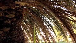 Ain't no Coast like the West Coast