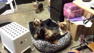 Maryjane And My Stud Yorkies